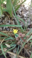 Sisyrinchium cernuum