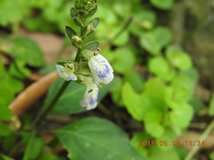 Rungia chinensis