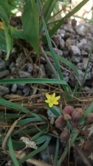 Sisyrinchium cernuum