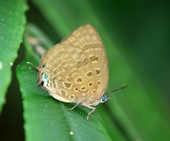 Arhopala athada