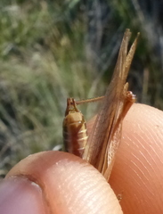 Conocephalus albescens