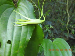 Stemona tuberosa
