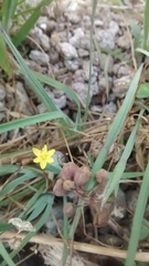 Sisyrinchium cernuum