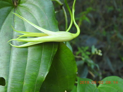 Stemona tuberosa