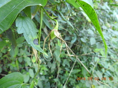 Stemona tuberosa
