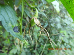 Stemona tuberosa