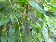 Stemona tuberosa