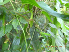 Stemona tuberosa