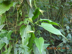 Stemona tuberosa