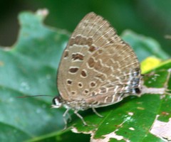Arhopala athada