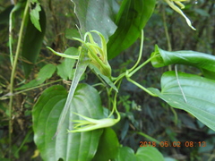 Stemona tuberosa