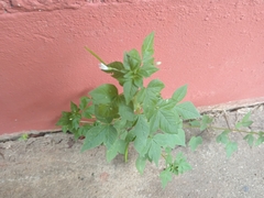 Cleome rutidosperma image