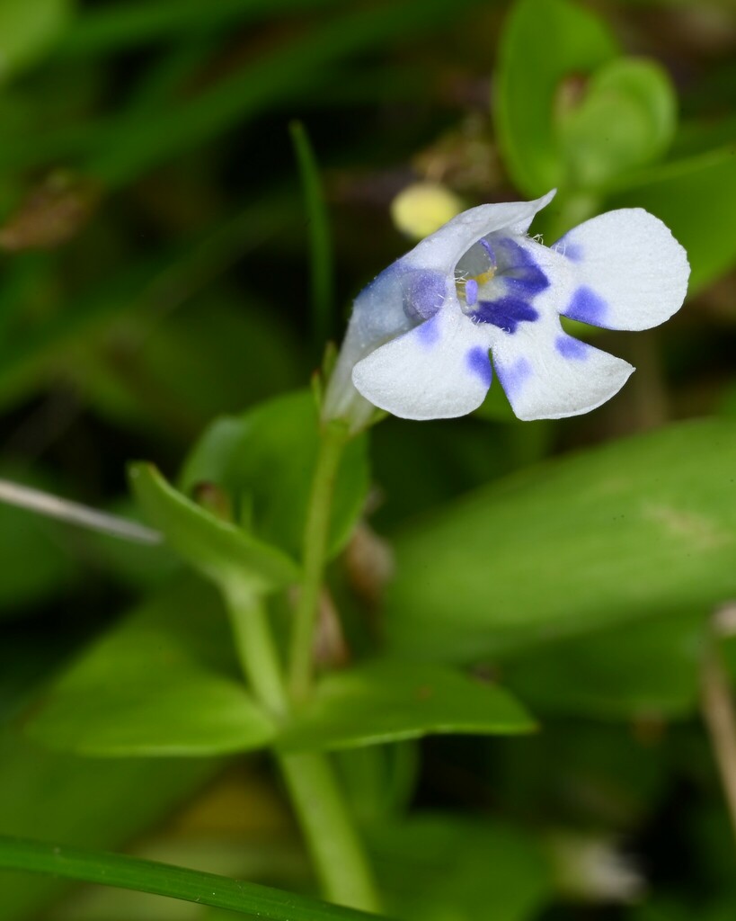 Lindernia microcalyx