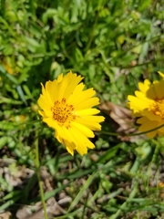 Coreopsis nuecensis