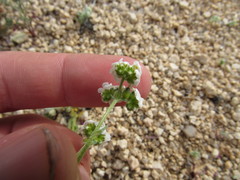Cryptantha utahensis
