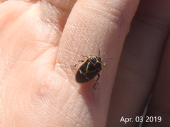 Eurydema gebleri