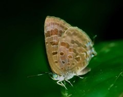 Arhopala aurelia