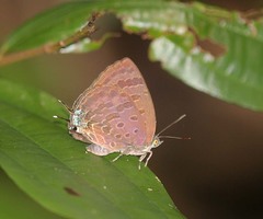 Arhopala aurelia