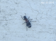 Thanasimus substriatus