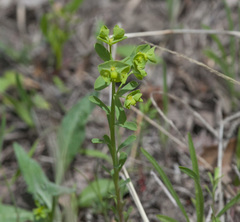 Euphorbia tetrapora