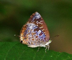 Arhopala bazaloides