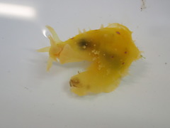 Stylocheilus longicauda