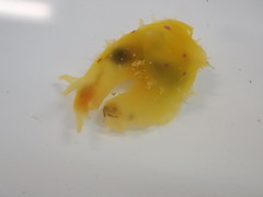 Stylocheilus longicauda