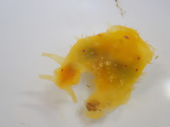 Stylocheilus longicauda