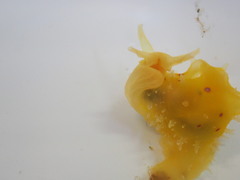 Stylocheilus longicauda