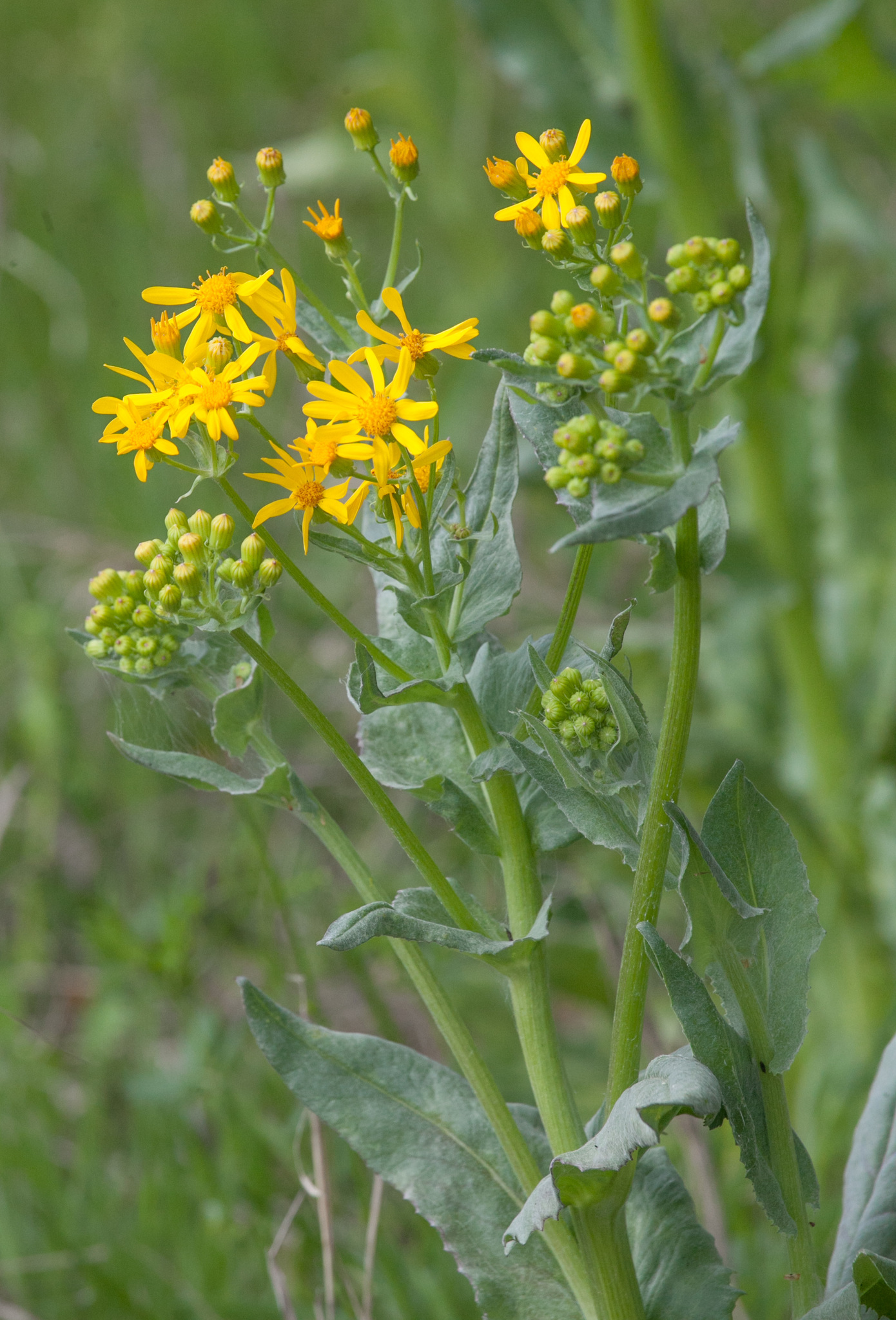 Senecio ampullaceus
