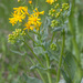 Texas Ragwort - Photo (c) Brent Franklin, some rights reserved (CC BY-NC), uploaded by Brent Franklin