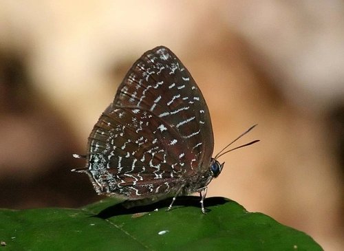 Arhopala democritus
