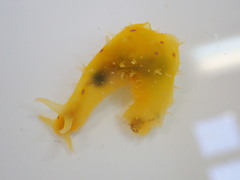 Stylocheilus longicauda