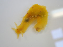 Stylocheilus longicauda