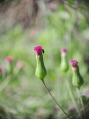 Emilia sonchifolia image