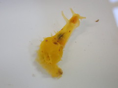 Stylocheilus longicauda