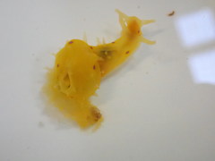 Stylocheilus longicauda