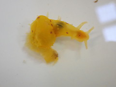 Stylocheilus longicauda