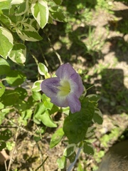 Asystasia gangetica image