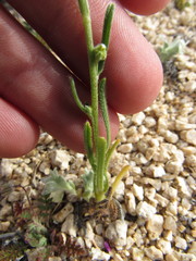 Cryptantha utahensis