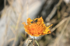 Eupompha elegans elegans