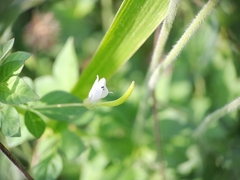 Cleome rutidosperma image