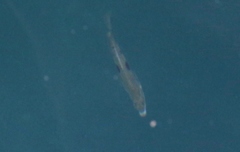 Notolabrus celidotus