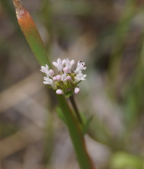 Plectritis congesta