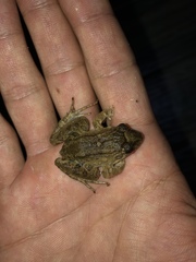 Leptodactylus wagneri