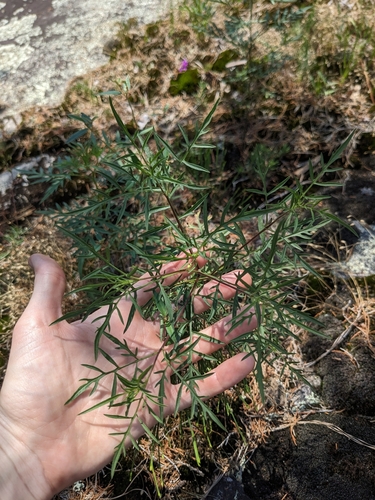 Outcrop Ragweed (Ambrosia porcheri)