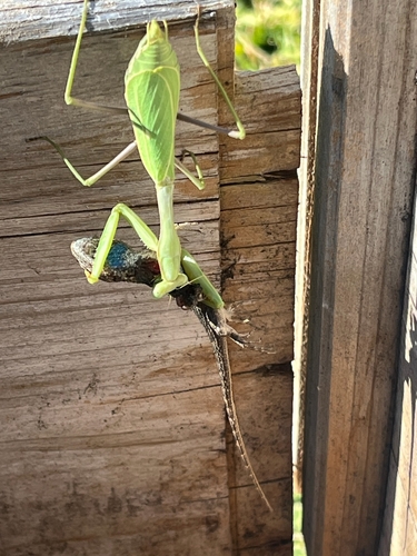 Arizona Mantis photo 6