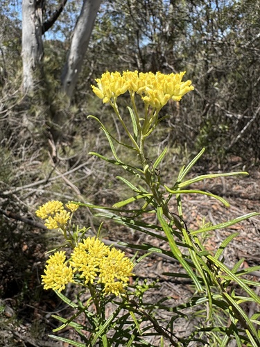 Cassinia aureonitens observed 2023-12-06