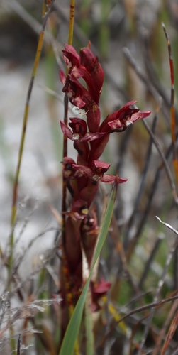 Image of Disa ophrydea by (c) Tony Rebelo, some rights reserved (CC BY-SA)
