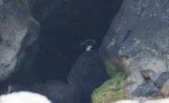 Eudyptes pachyrhynchus